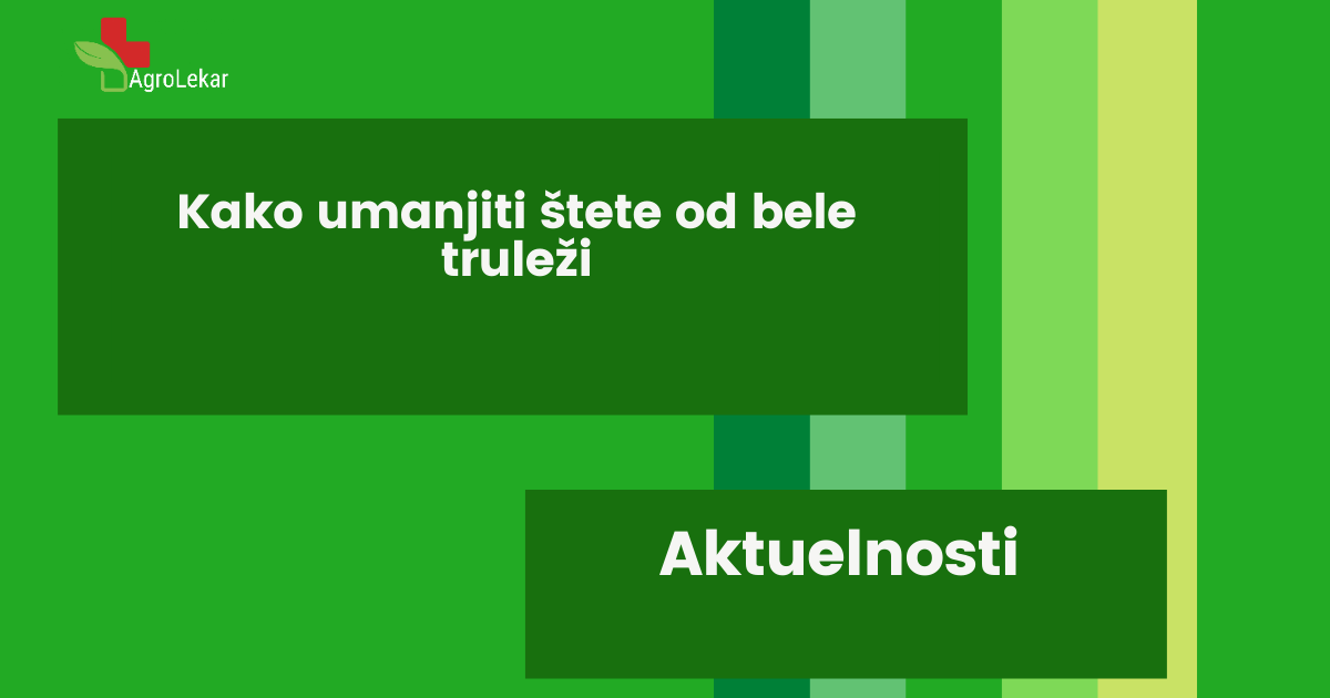 You are currently viewing KAKO UMANJITI ŠTETE OD BELE TRULEŽI