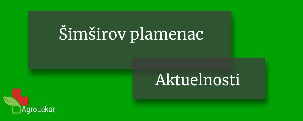 Read more about the article ŠIMŠIROV PLAMENAC (Cydalima perspectalis)