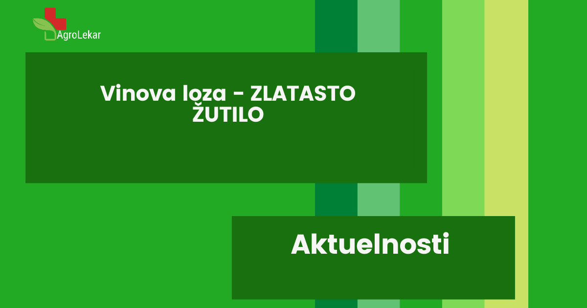 You are currently viewing VINOVA LOZA – ZLATASTO ŽUTILO