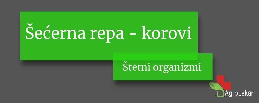 Read more about the article Šećerna repa – KOROVI