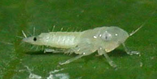 Larva cikade - VINOVA LOZA