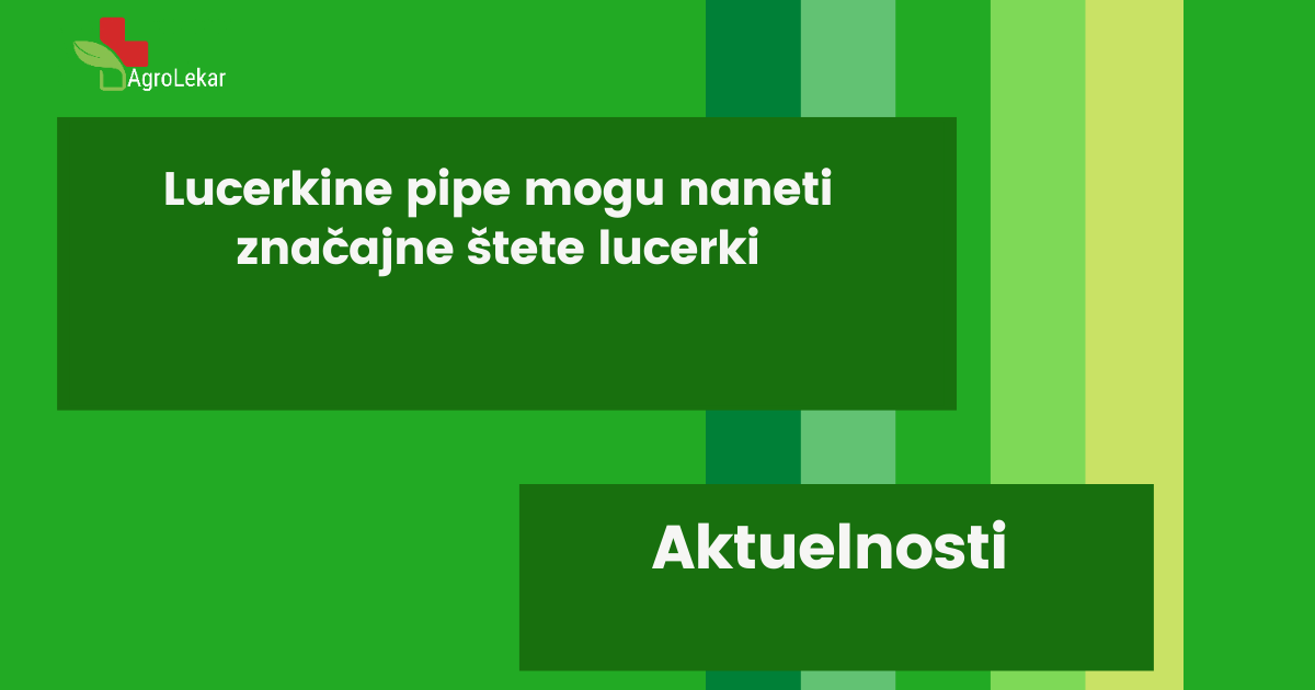 Read more about the article LUCERKINE PIPE MOGU NANETI ZNAČAJNE ŠTETE LUCERKI