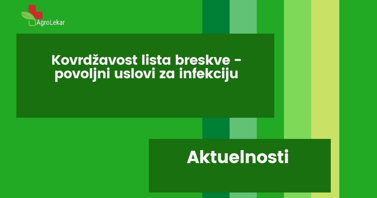 Read more about the article KOVRDŽAVOST LISTA BRESKVE