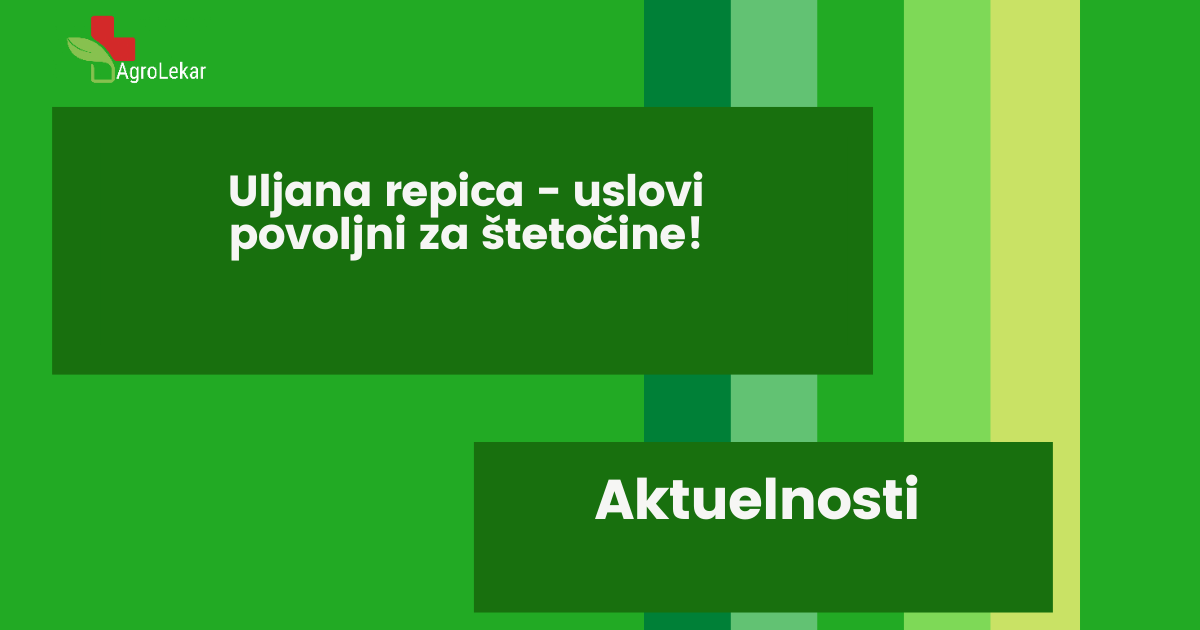 Read more about the article ULJANA REPICA – USLOVI POVOLJNI ZA ŠTETOČINE!!!